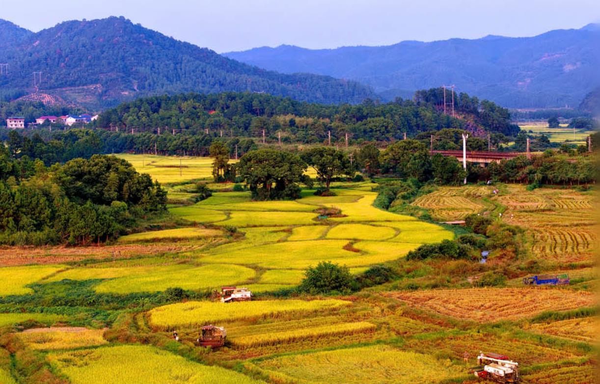 金秋十月“丰”景如画​ 机械化提质增效奏响现代农业“奋进曲”